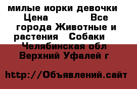 милые иорки девочки › Цена ­ 15 000 - Все города Животные и растения » Собаки   . Челябинская обл.,Верхний Уфалей г.